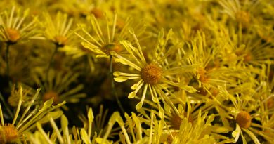 Экскурсия из Алушты: Никитский ботанический сад. Бал Хризантем фото 8515