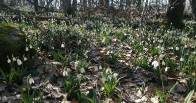 Подснежники на Аю-Даге Подснежники на Аю-Даге