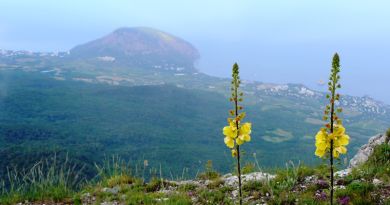 Экскурсия из Алушты: Крымский природный заповедник фото 11040