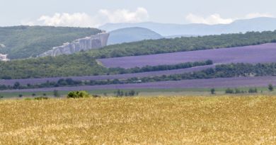 Лавандовые поля в Терновке