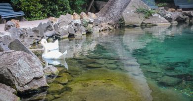 Авто-пешеходная экскурсия из Алушты (фото 10)
